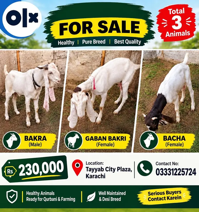 3 Goats for Sale – Bakra, Gaban Bakri & Bakha | Healthy Desi Breed