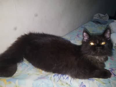 Persian Triple Coat Black Male