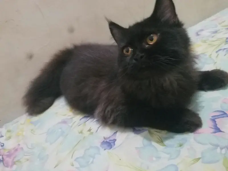 Persian Triple Coat Black Male — photo 2