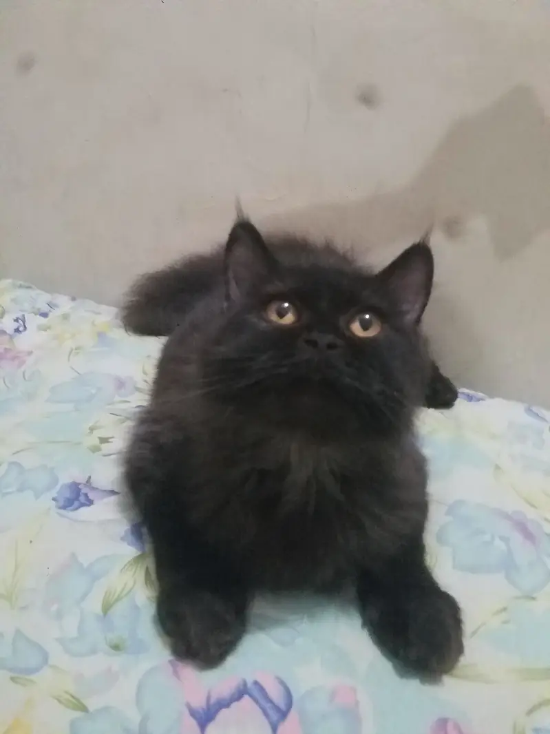 Persian Triple Coat Black Male — photo 3