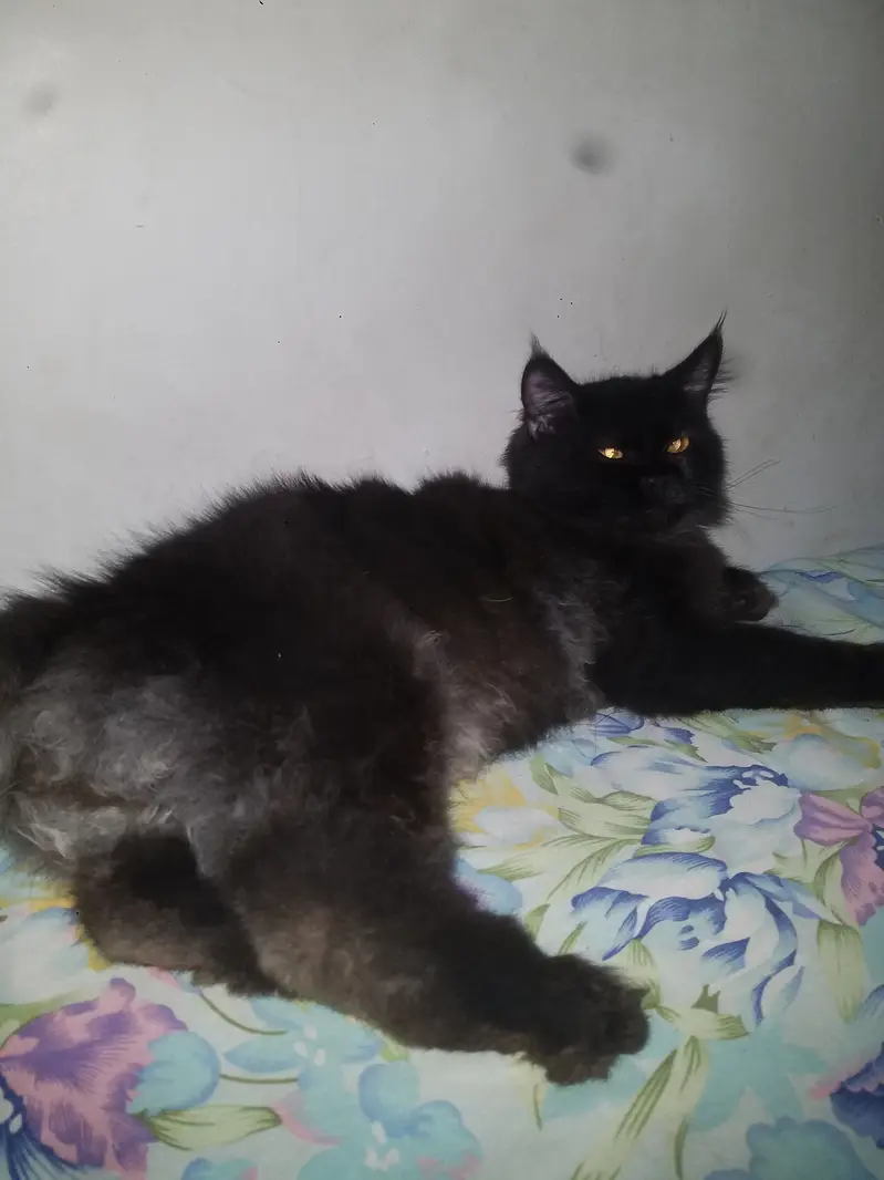 Persian Triple Coat Black Male — photo 4