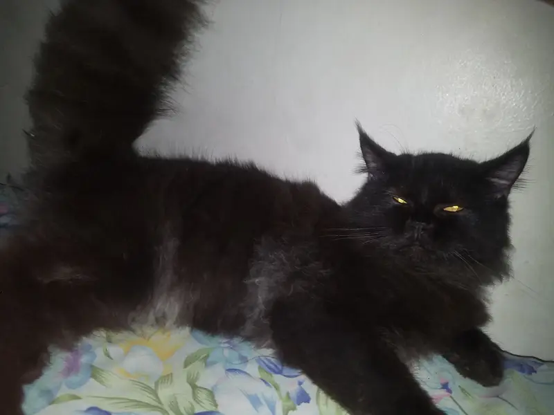 Persian Triple Coat Black Male — photo 5