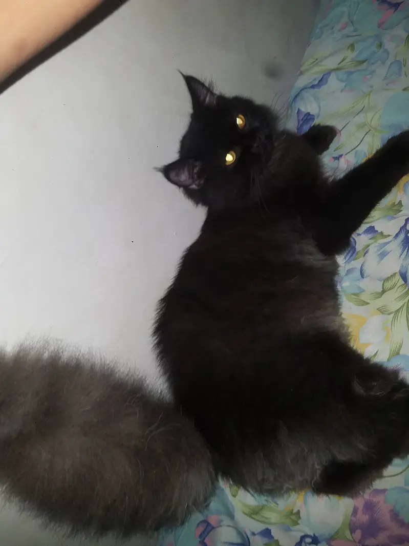 Persian Triple Coat Black Male — photo 6