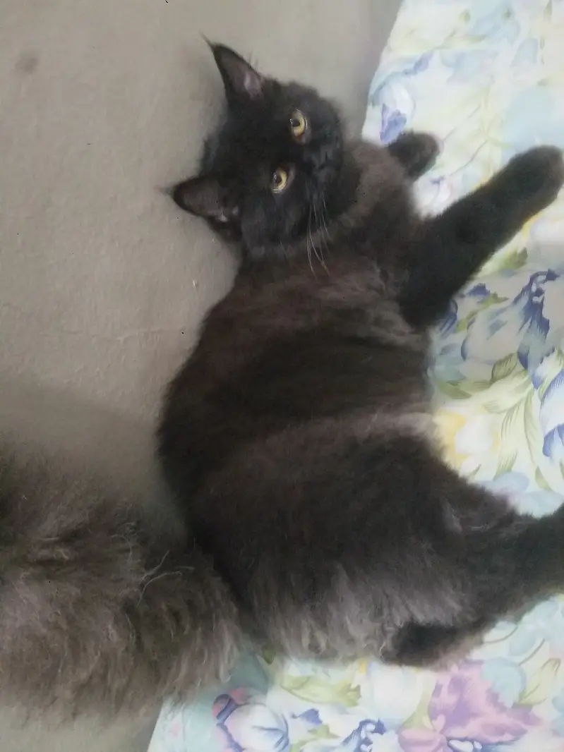 Persian Triple Coat Black Male — photo 7