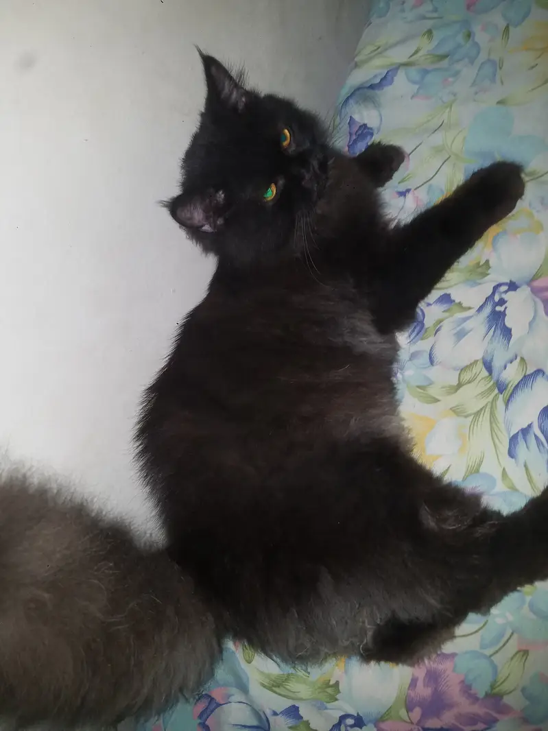 Persian Triple Coat Black Male — photo 8
