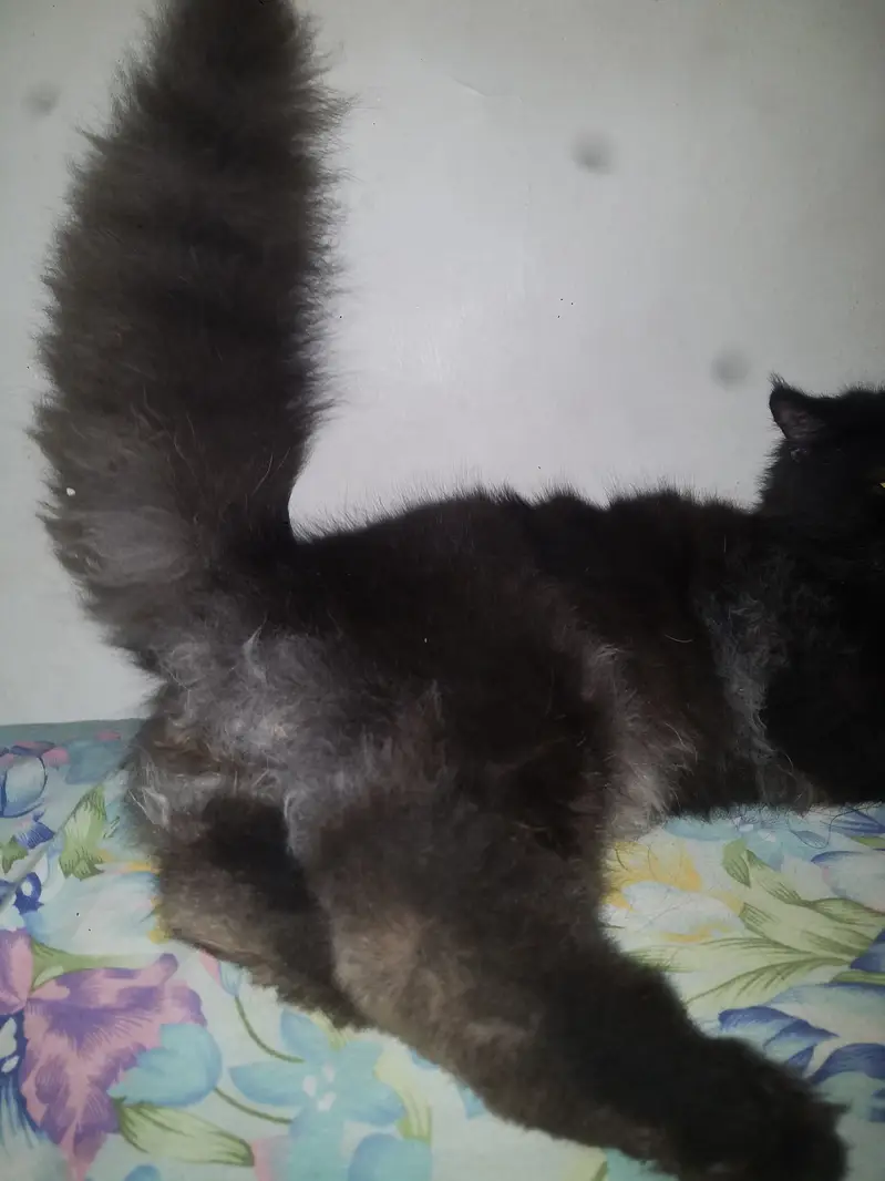 Persian Triple Coat Black Male — photo 9