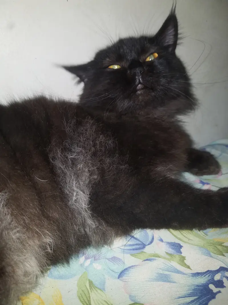 Persian Triple Coat Black Male — photo 10