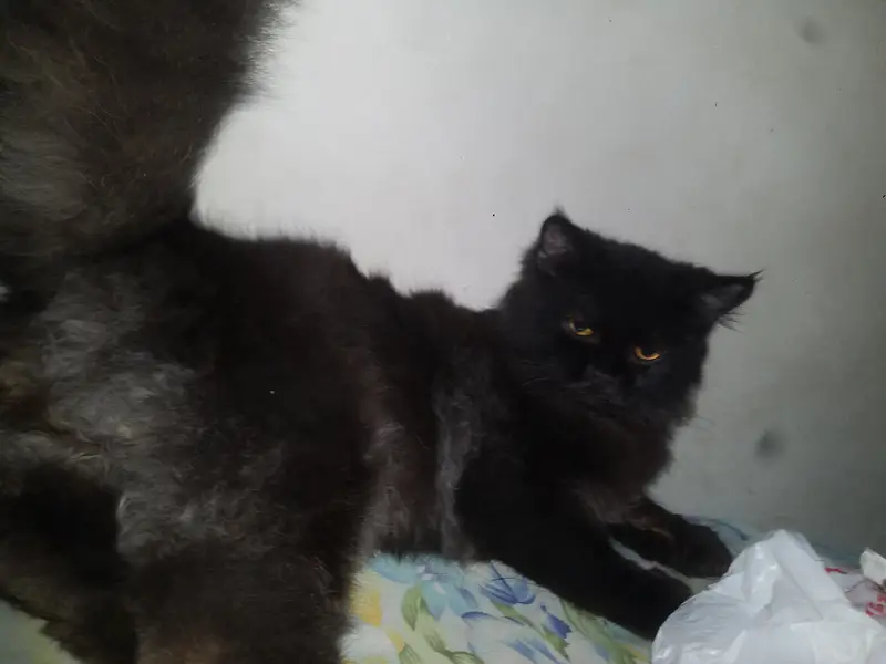 Persian Triple Coat Black Male — photo 11