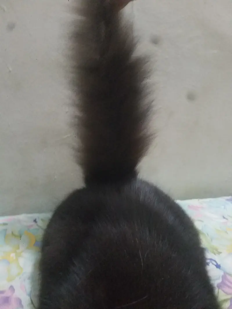 Persian Triple Coat Black Male — photo 12