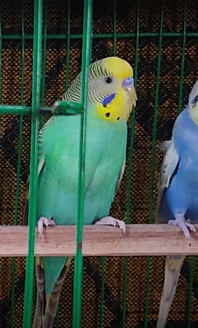 Male Budgies for sale