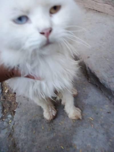 pora white persian odd eyes (1 Blue 1 Brown healthy and playful