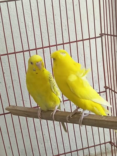 Hogoromo breeder pair