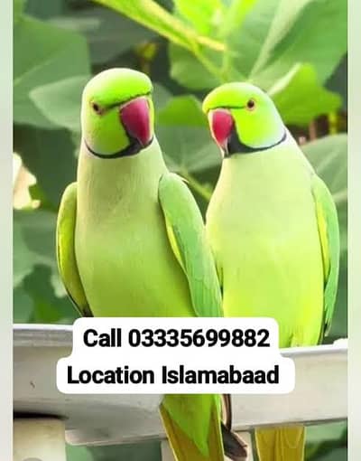 Single 8,500 Friendly Green Ring Neck Male Parrot's Jumbo Size