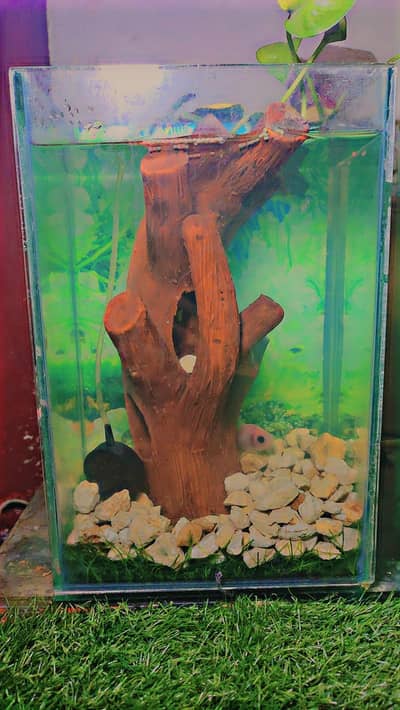 fish aquarium tank 1 feet