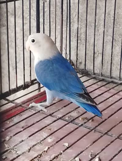 Love bird opline male