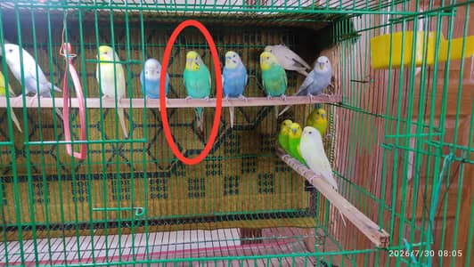 Budgies parrots for Sale.