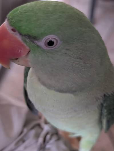 Talking Raw parrot For sale