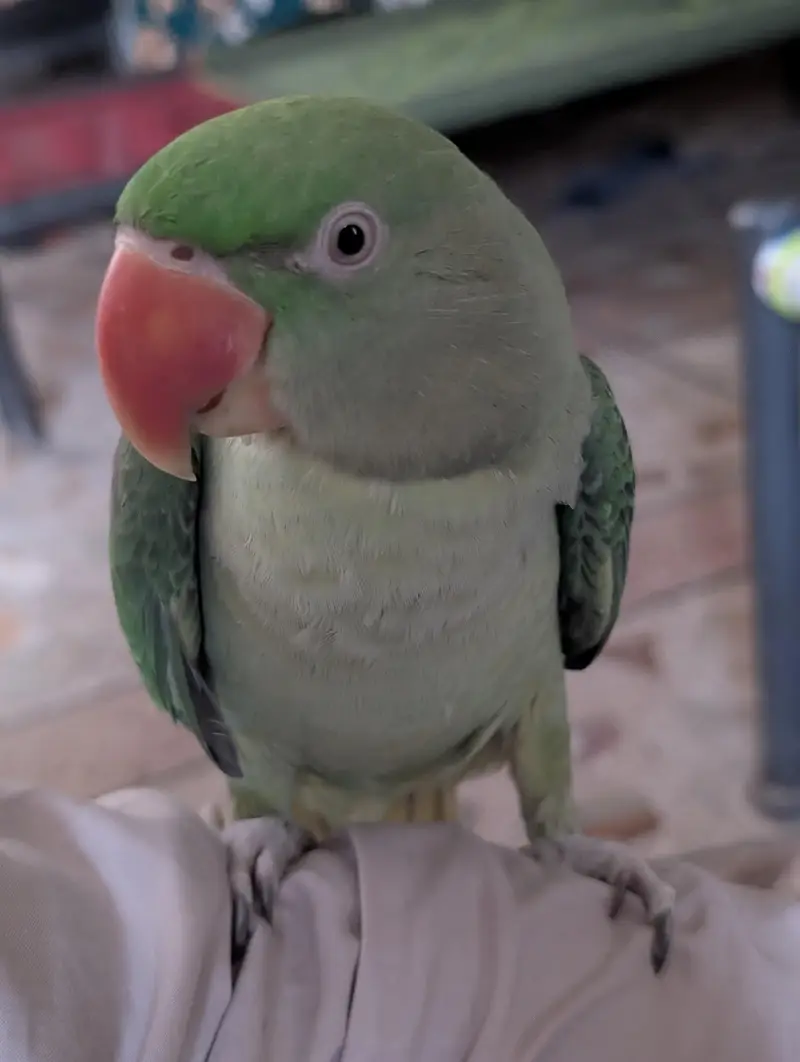 Talking Raw parrot For sale — photo 2