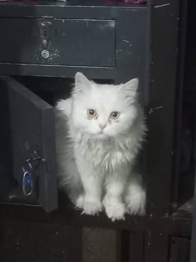 Well-kept, innocent and cute male cat for sale