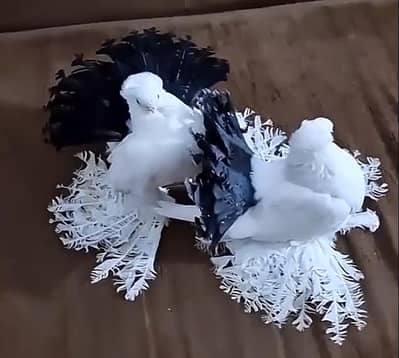 Fancy Pigeon Indian Faintail Pair For Sale