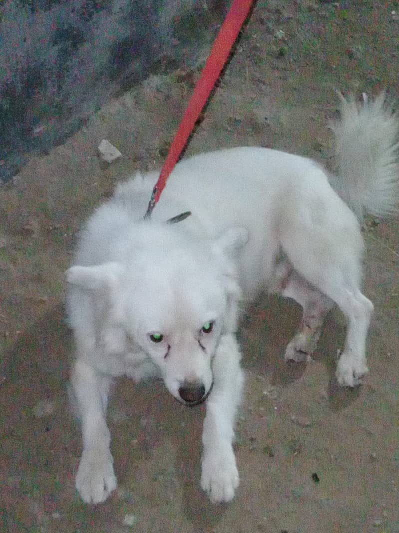 Russian white 0