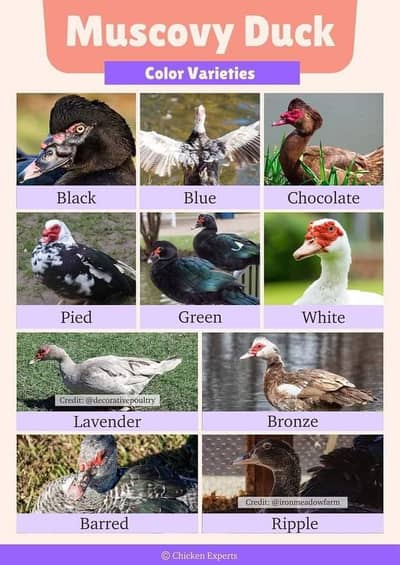 dasi duck male
