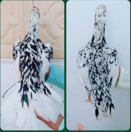 aseel 12