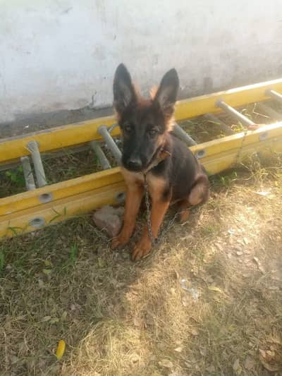 German shepherd puppies dog for sale 03246107725 WhatsApp
