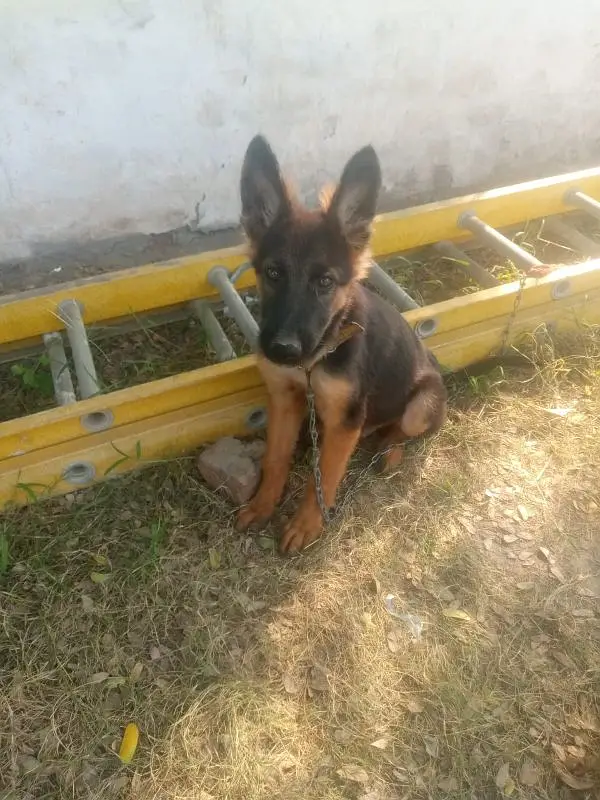 German shepherd puppies dog for sale 03246107725 WhatsApp