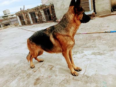 I want to sale my breeder female