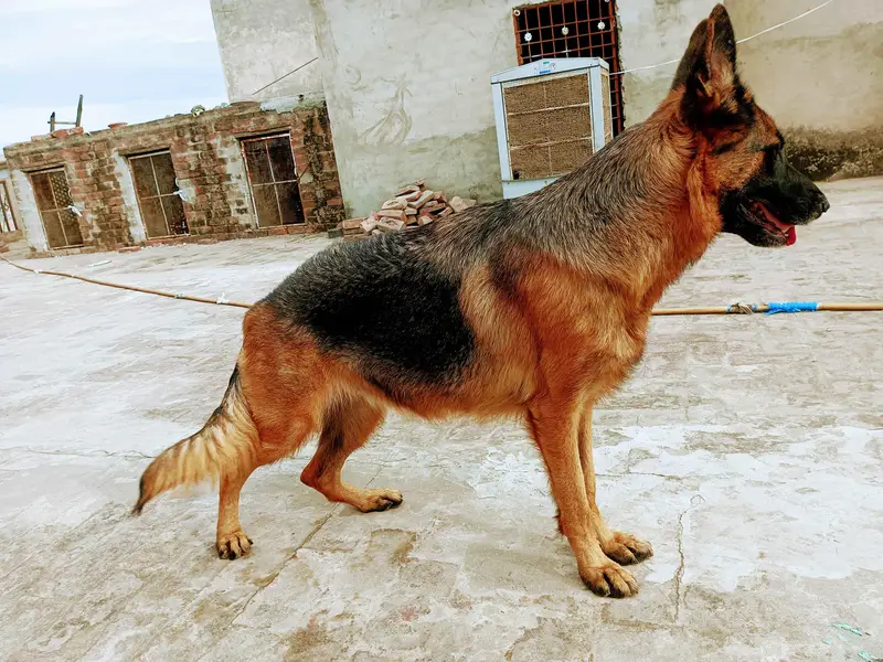 I want to sale my breeder female — photo 2