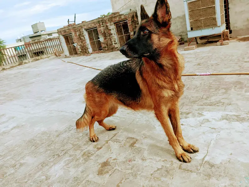 I want to sale my breeder female — photo 3