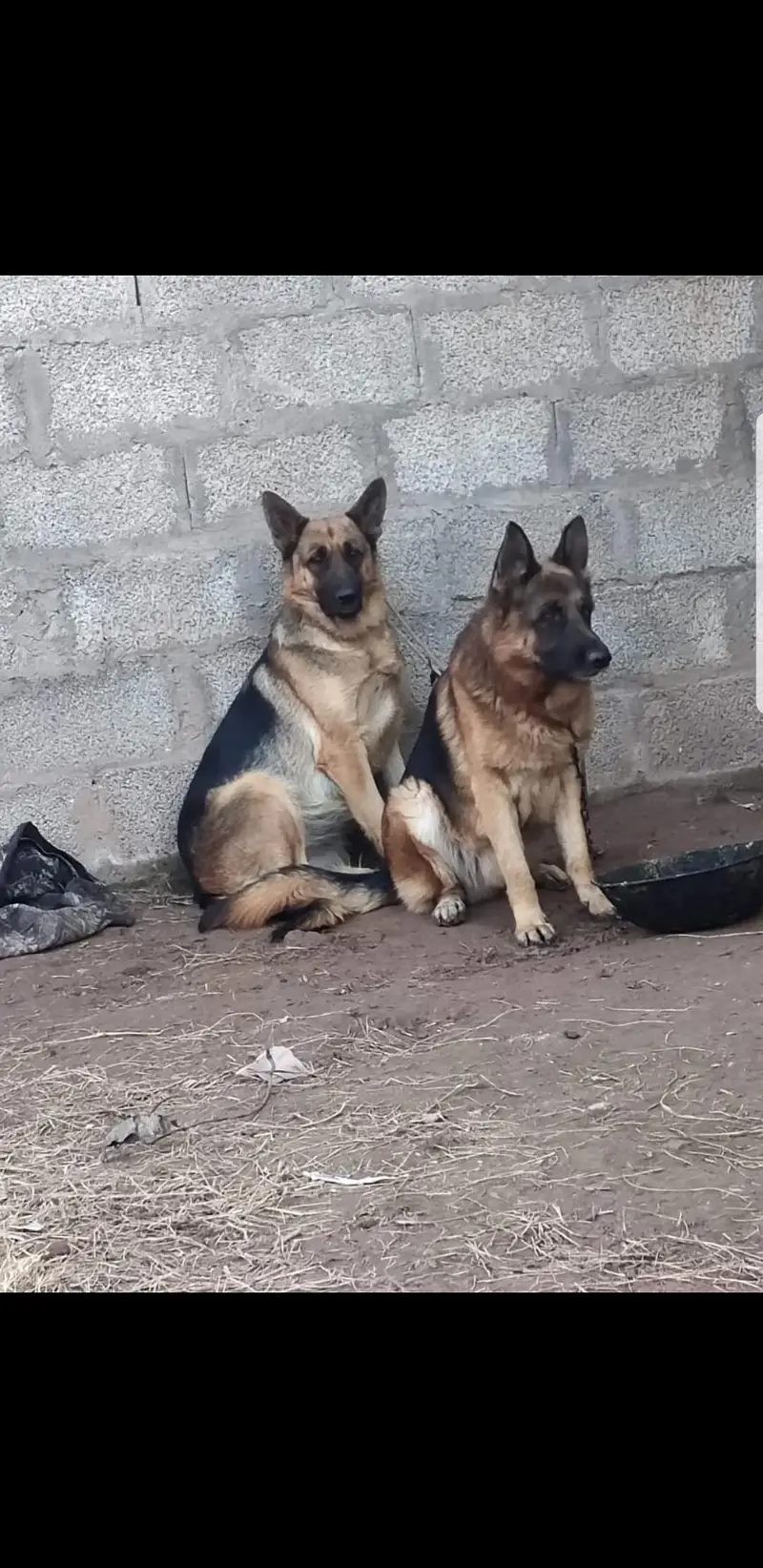 I want to sale my breeder female — photo 4