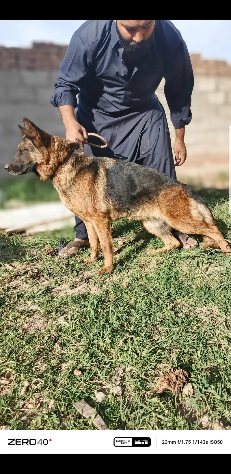 I want to sale my breeder female — photo 5