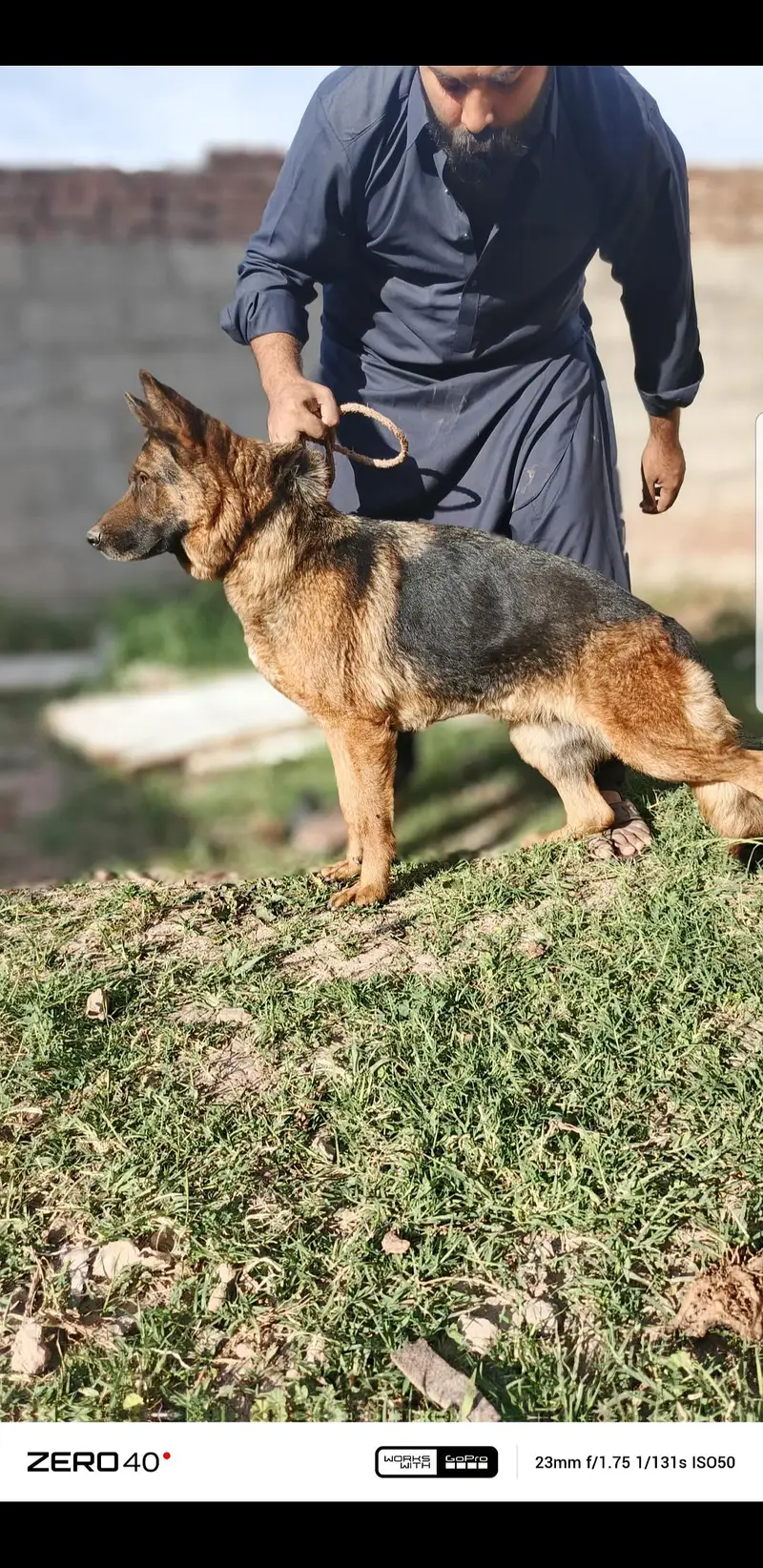 I want to sale my breeder female — photo 6