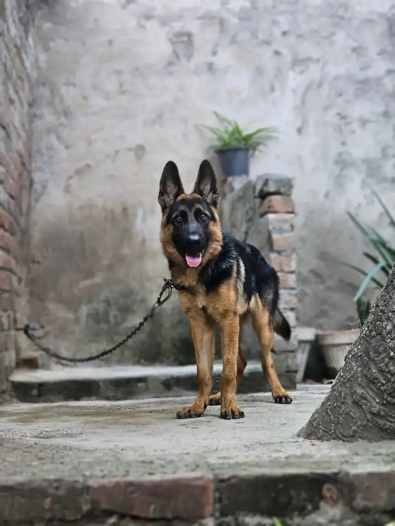 German shepherd dog age 8 month fully vaccinated