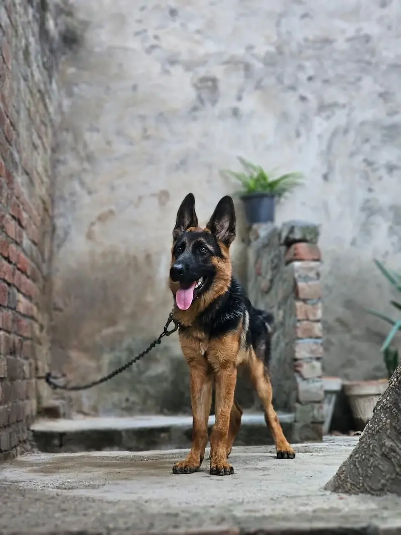 German shepherd dog age 8 month fully vaccinated — photo 2