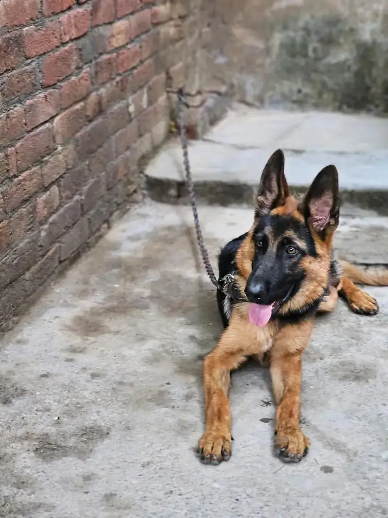 German shepherd dog age 8 month fully vaccinated — photo 3