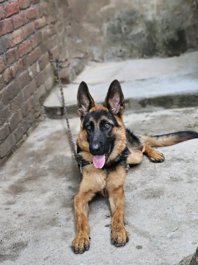 German shepherd dog age 8 month fully vaccinated — photo 4
