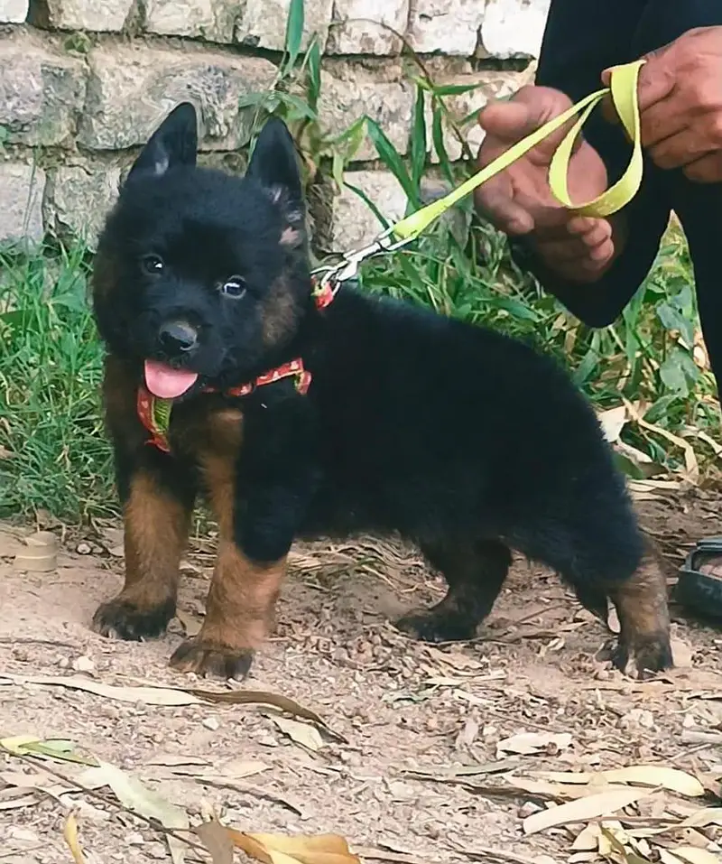 German Shepherd double coat Male 2 month for sale