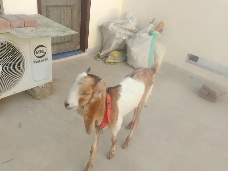 patt Hy dono — photo 3