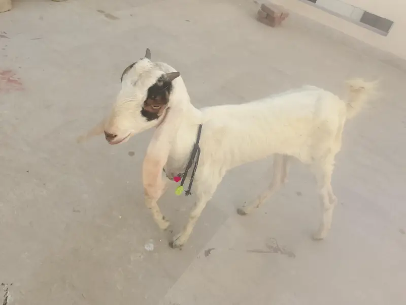 patt Hy dono — photo 5