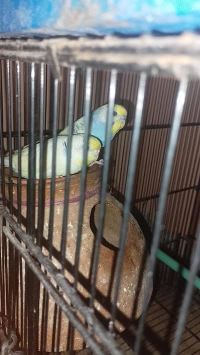 two budgie pair available for sale.