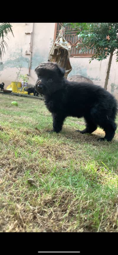 German shepherd puppies