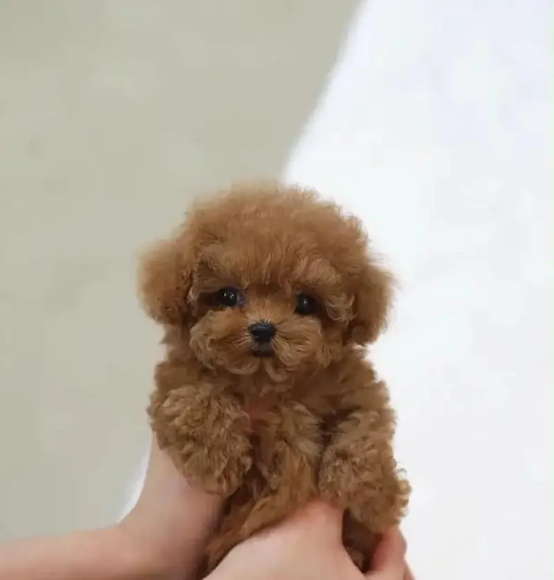 France poodle puppy Dogs for sale 2 month age vaccination ok