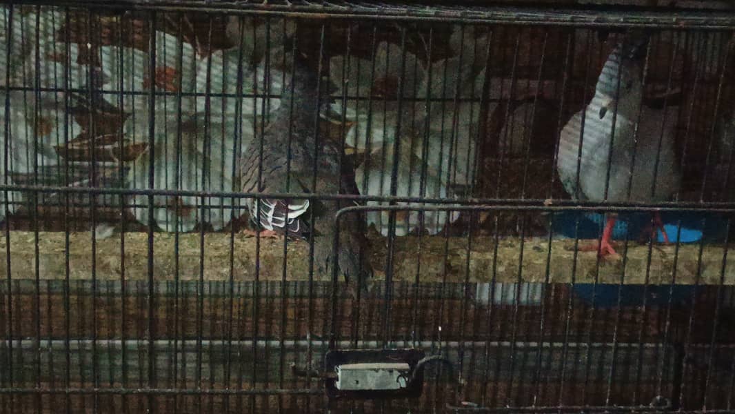 Crested Dove 1