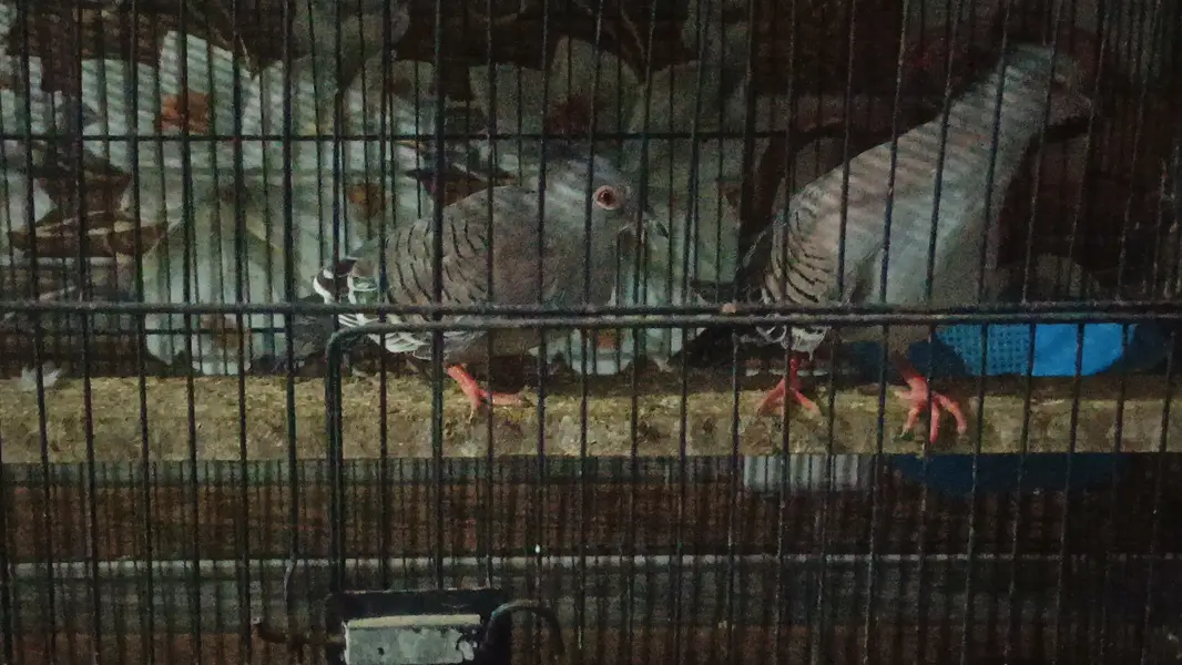 Crested Dove — photo 4