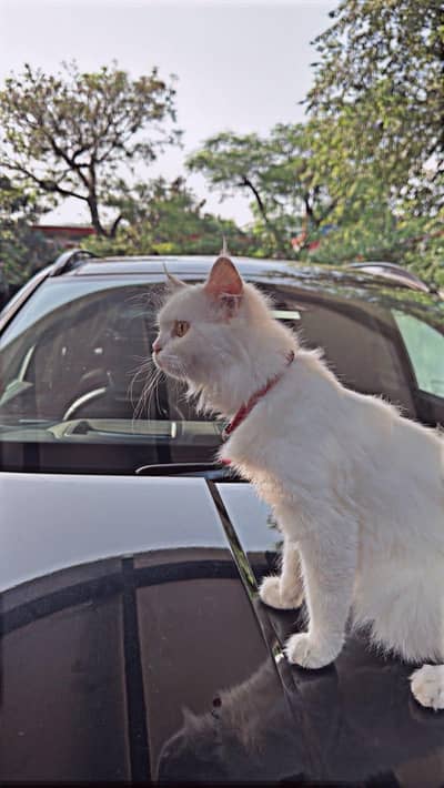 Persia cat 5 months