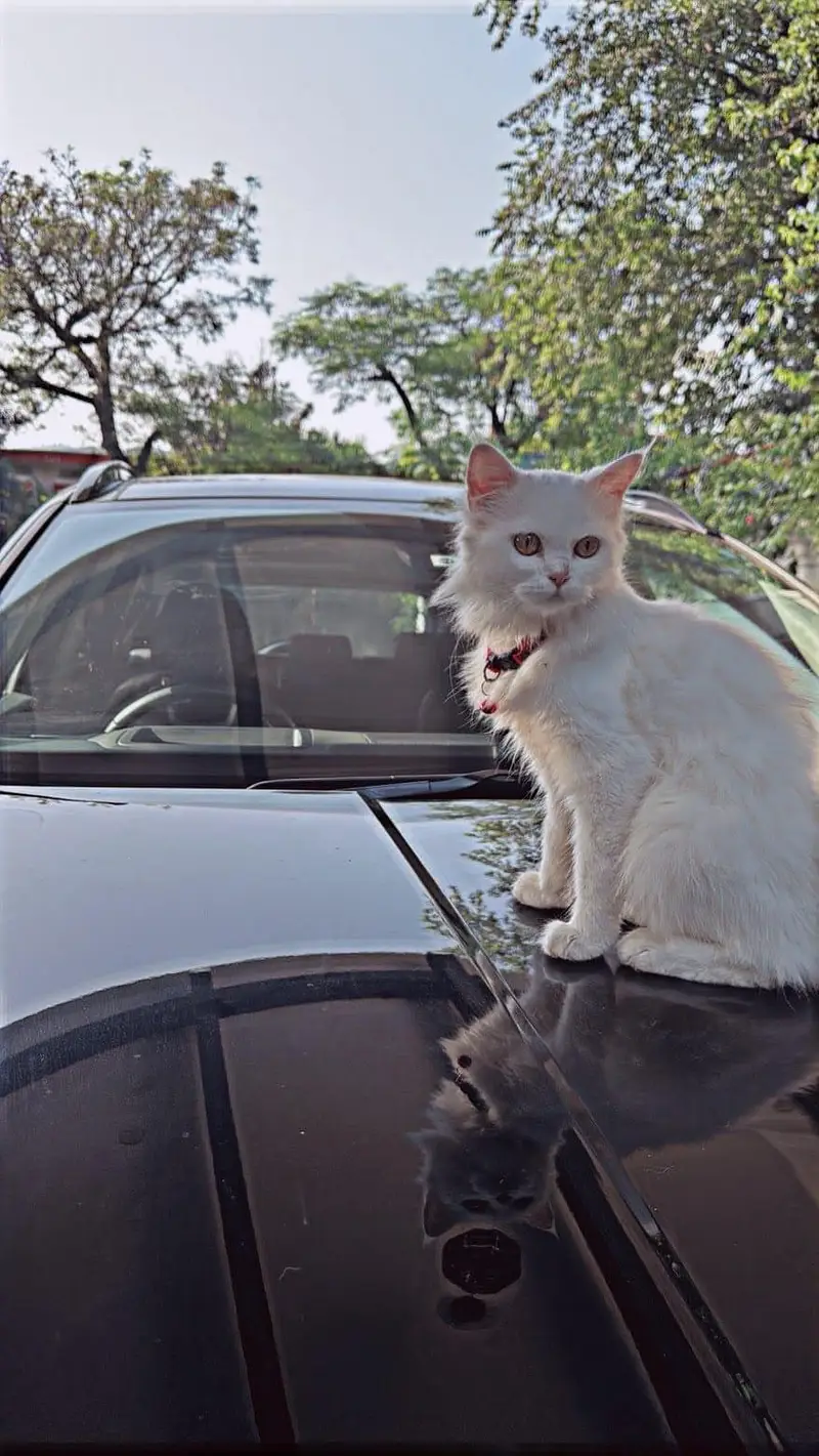 Persia cat 5 months — photo 2