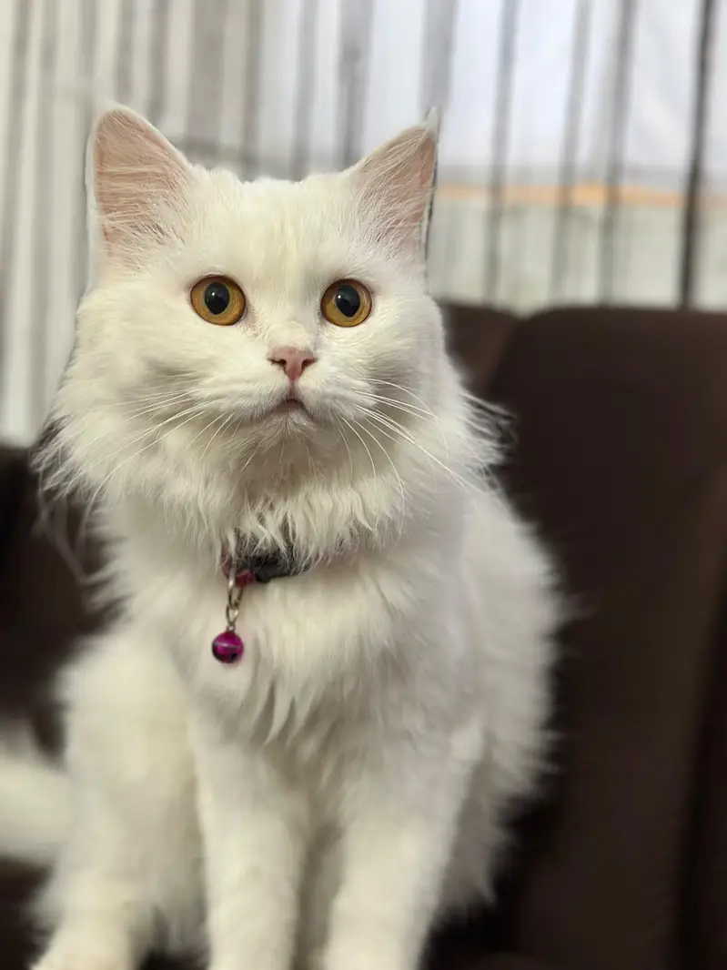 Persia cat 5 months — photo 3